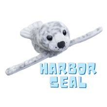 Harbor Seal